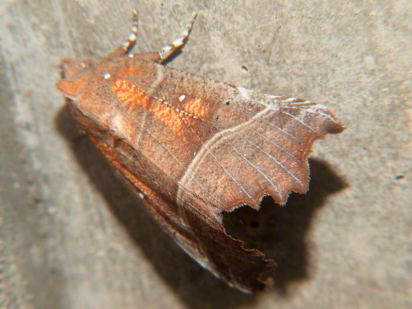 Herald Moth, Scoliopteryx libatrix