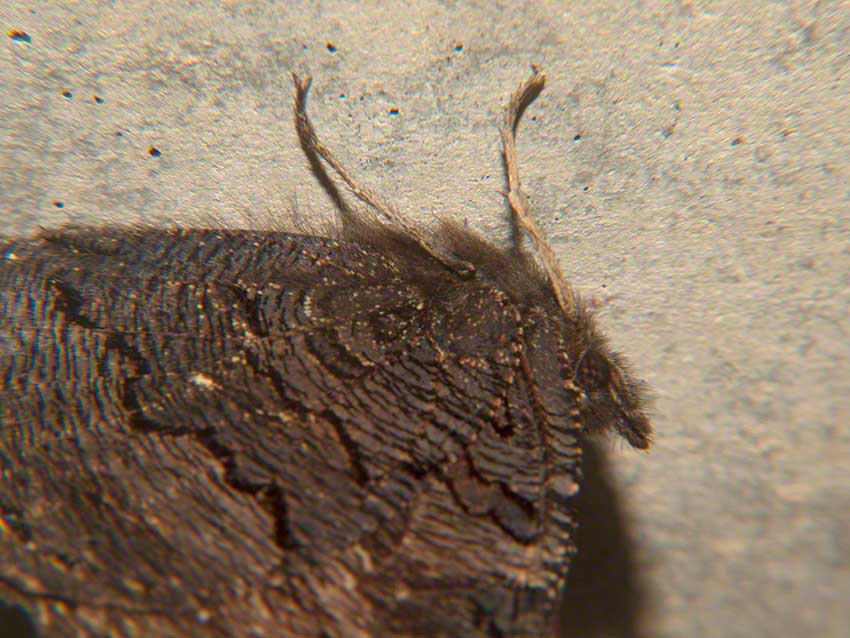 Peacock Butterfly, Inachis io, aestivating on culvert wall near ceiling.