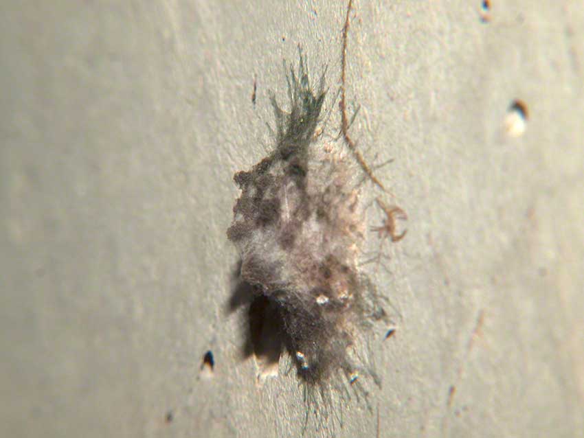 Cocoon on culvert wall