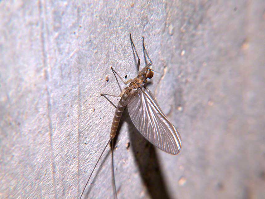 Mayfly resting on wall of culvert.