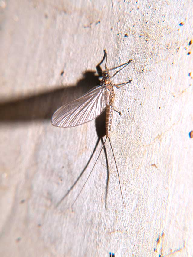 Mayfly resting on wall of culvert.