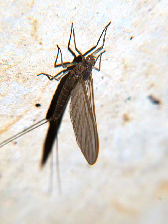 Mayfly resting on wall of culvert.