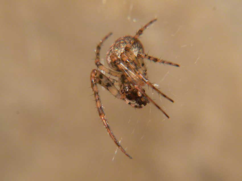 Spider in web close to the culvert ceiling.