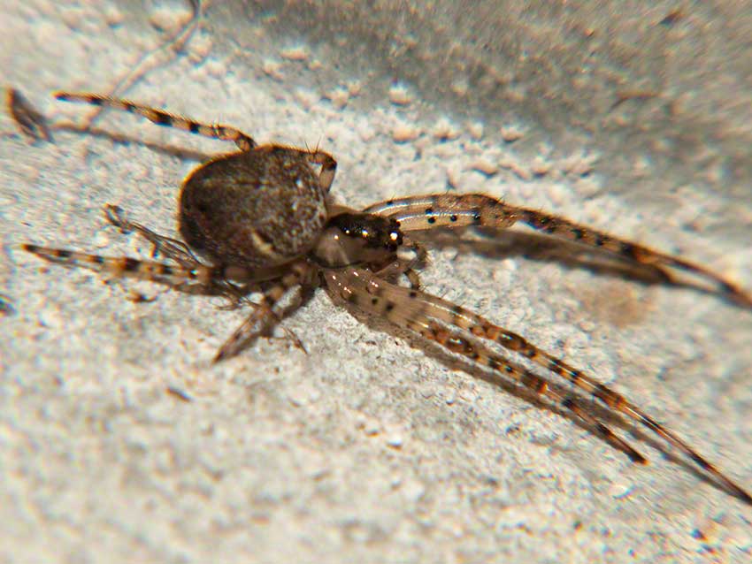 Spider in angle of wall and culvert ceiling.