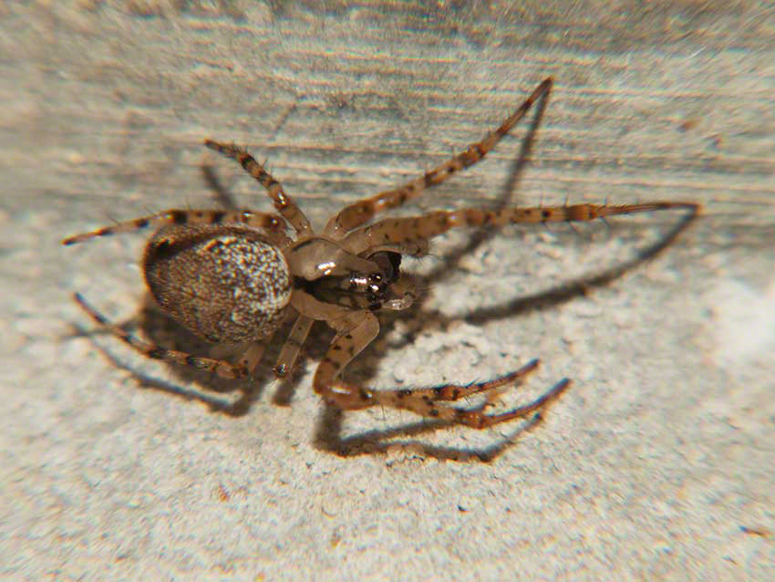 Spider in angle of wall and culvert ceiling.