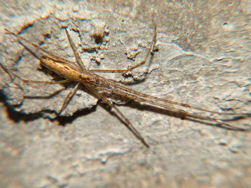 Spider in angle of wall and culvert ceiling.