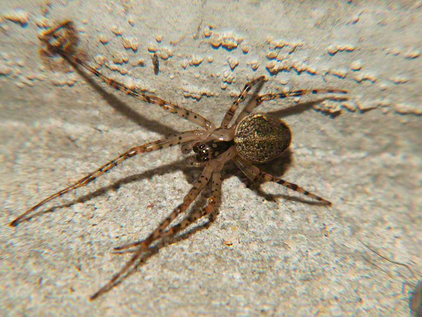 Spider in angle of wall and culvert ceiling.