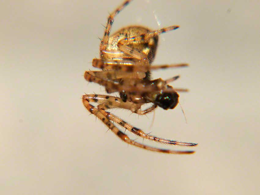 Spider on web in angle of wall and culvert ceiling.