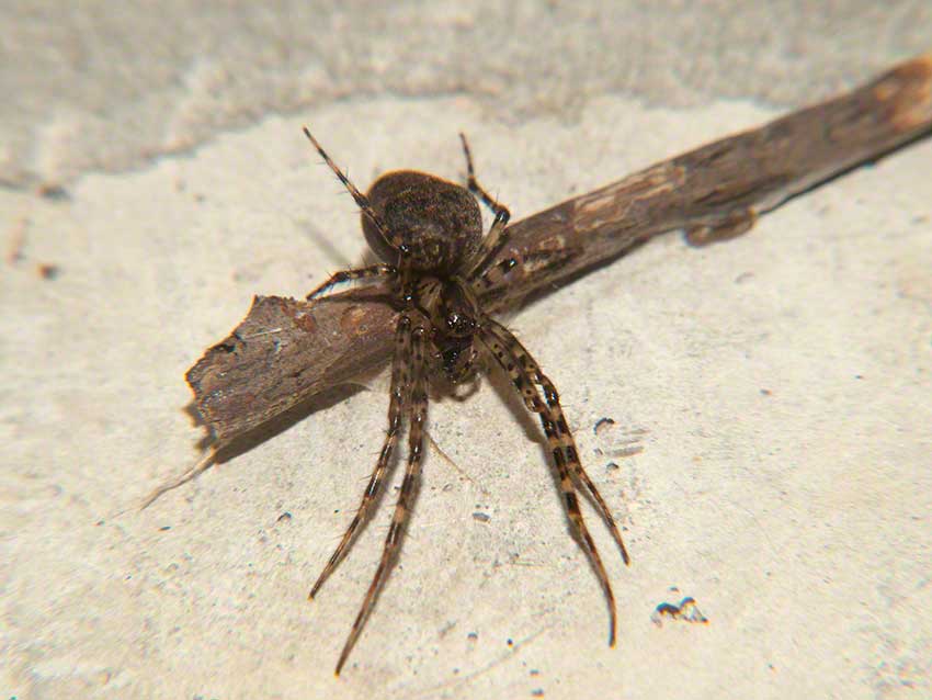 Spider in angle of wall and culvert ceiling.