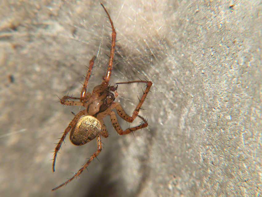 Spider on web in angle of wall and culvert ceiling