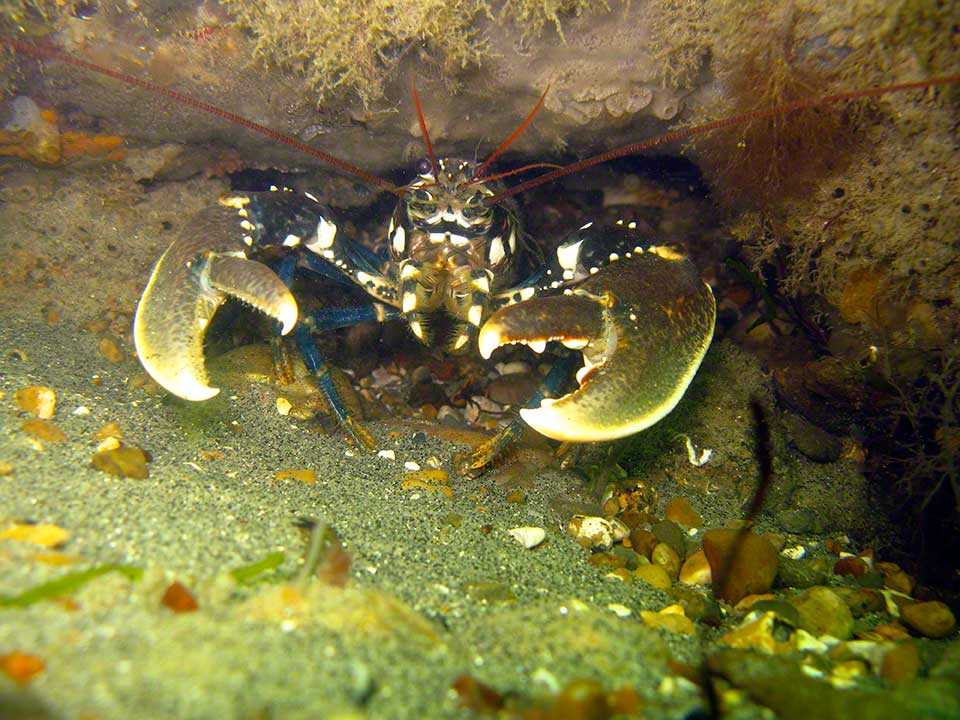 Lobster, Homarus gammarus