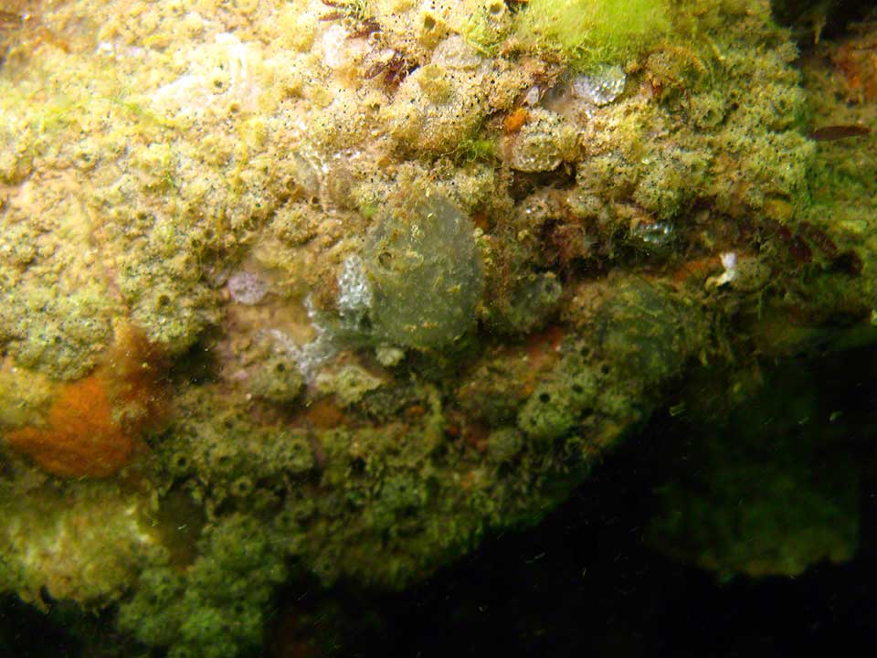 Mixed animal turf of sponges, squirts and hydoids