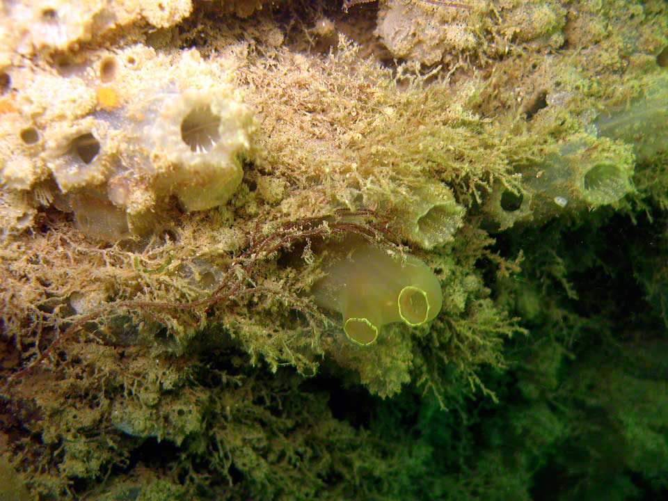 Sea squirts including Ciona intestinalis