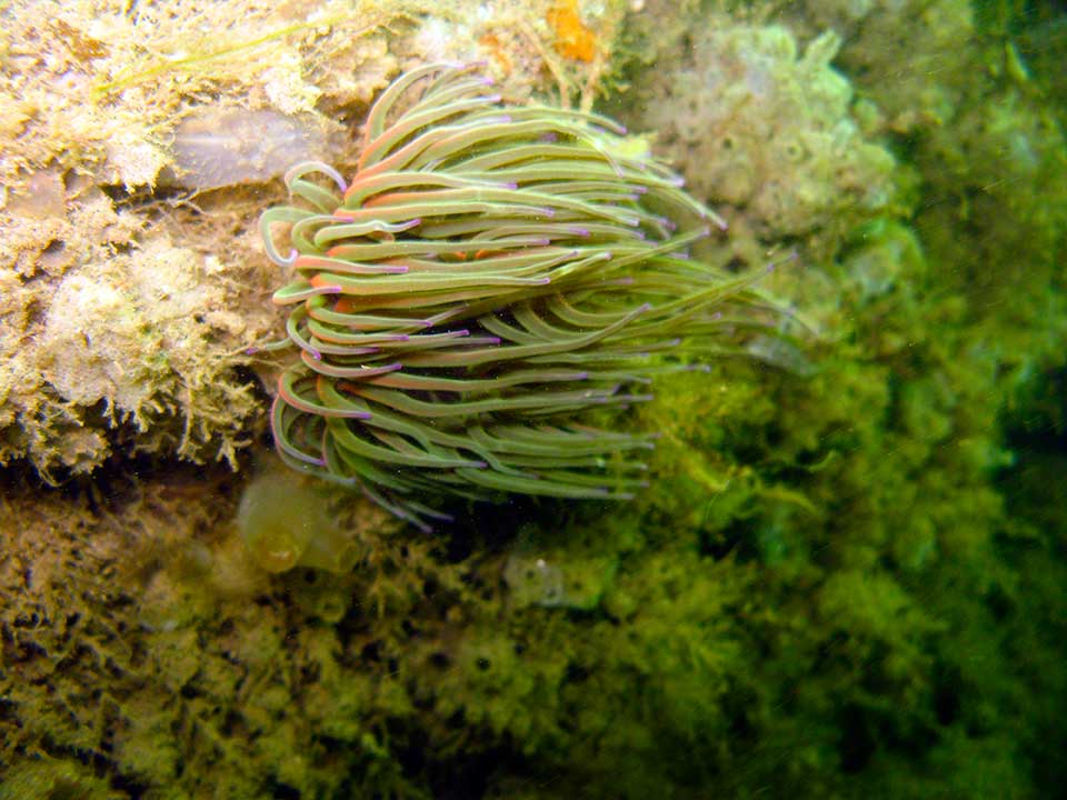 Sea squits and snakelocks anemone, Anemonia viridis
