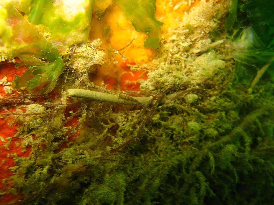 Peacock worm, Sabella pavonia, among sponges and squirts
