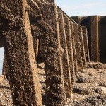 Littlehampton: towards end of harbour arm