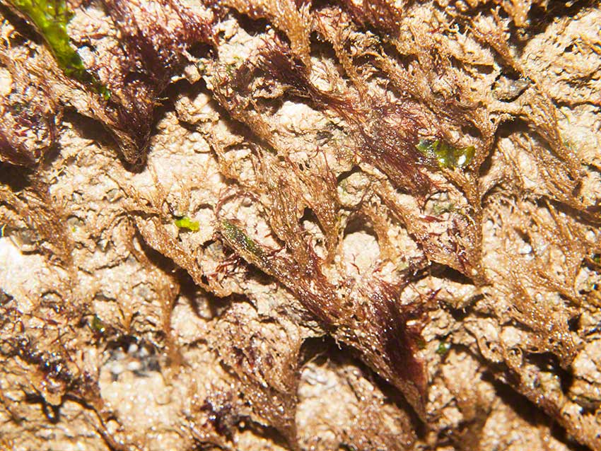 Littlehampton: red algal mat.