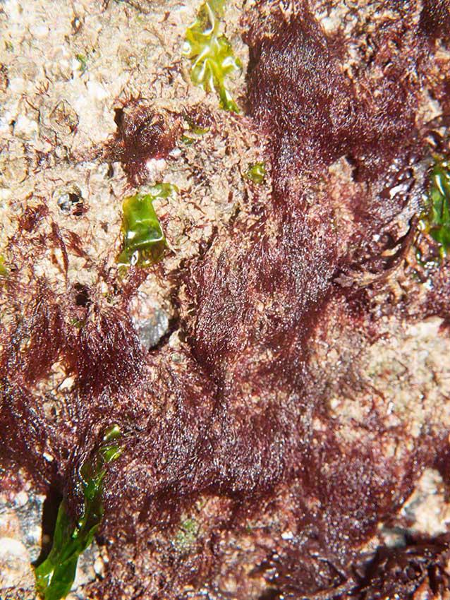 Littlehampton: red algal mat.