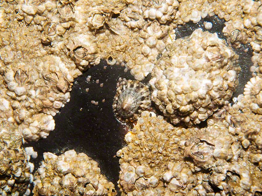 Littlehampton: limpet, Patella vulgaris