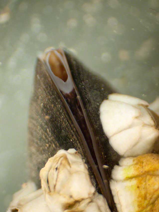 Littlehampton: mussel, Mytilus edulis, siphon