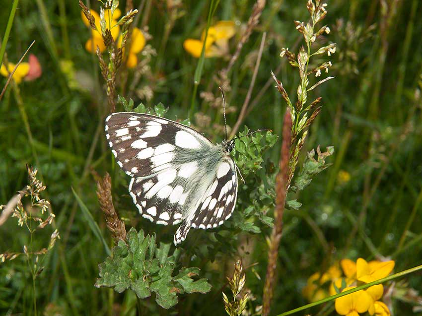 Marbeld White, Melanargia galathea, 2nd July 2015, Benfield LNR