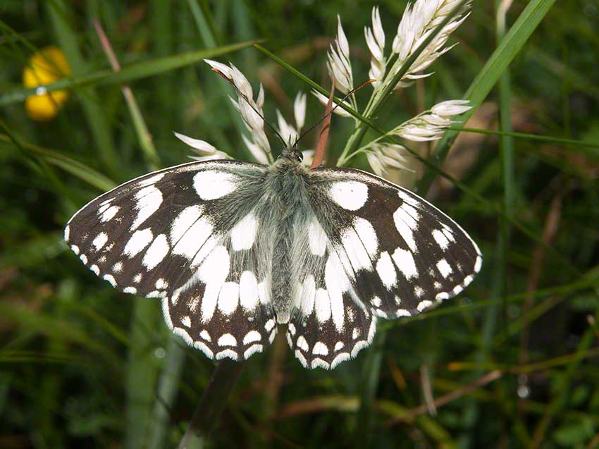 Marbeld White, Melanargia galathea, 2nd July 2015, Benfield LNR