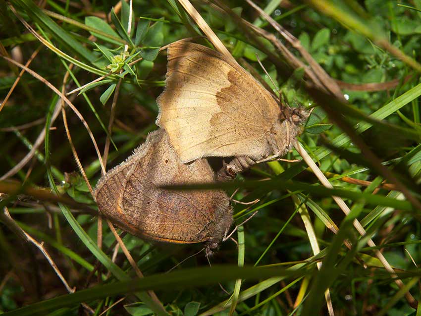 Mating Meadow Browns, Maniola jurtina, 2nd July 2015, Benfield LNR