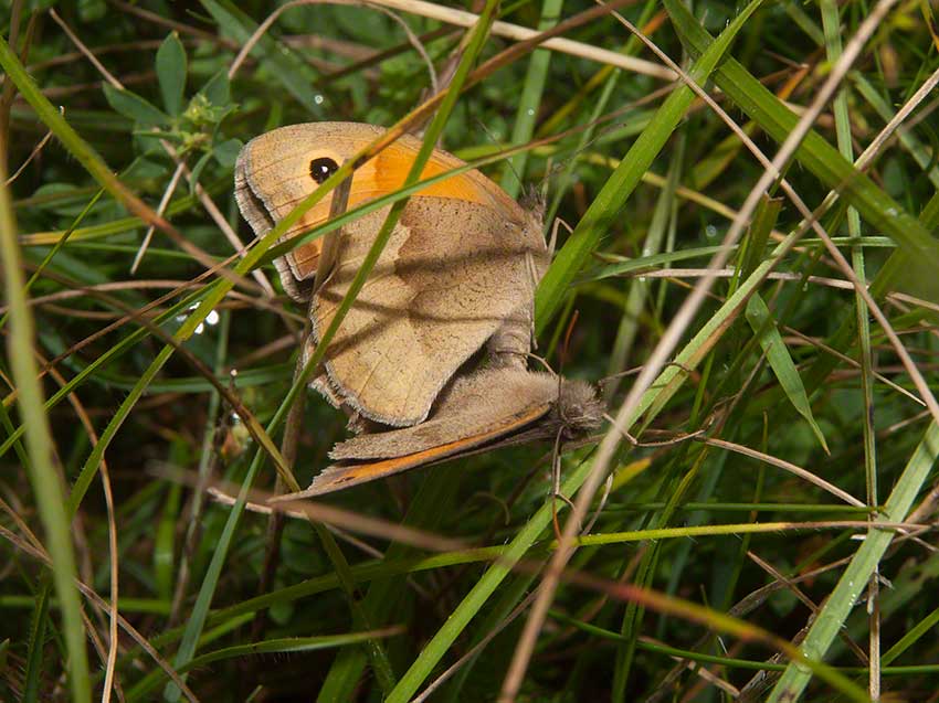 Mating Meadow Browns, Maniola jurtina, 2nd July 2015, Benfield LNR