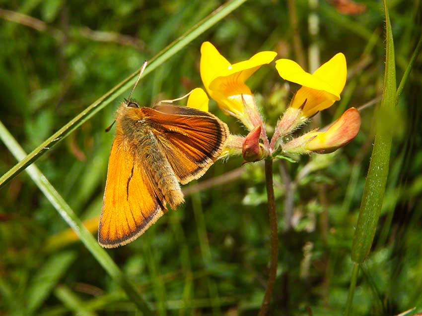 Small Skipper, Thymelicus sylvestris, 2nd July 2015, Benfield LNR