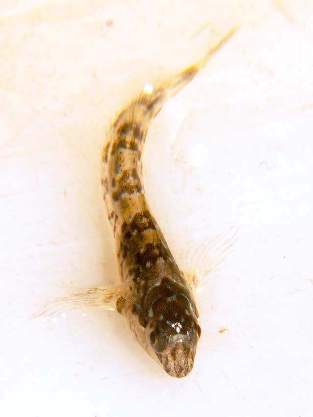 Littlehampton: juvenile shanny, Lipophrys pholis