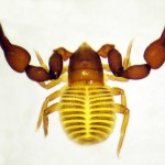 Dorsal view of Dinocheirus panzeri, male