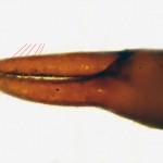 Dinocheirus panzeri, pedipalp hand showing accessory teeth on movable finger (those on fixed finger also visible)