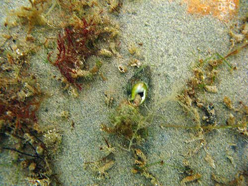 Netted Dogwhelk, Hinia reticulata