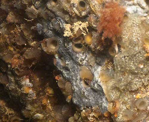 Tunicate Diplosoma listerianum