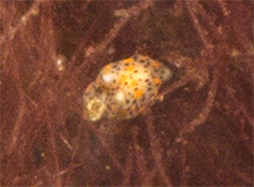 Juvenile sea slug Thecacera pennigera