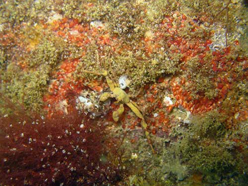 Tunicates, sponges and sponge-crab Inachus