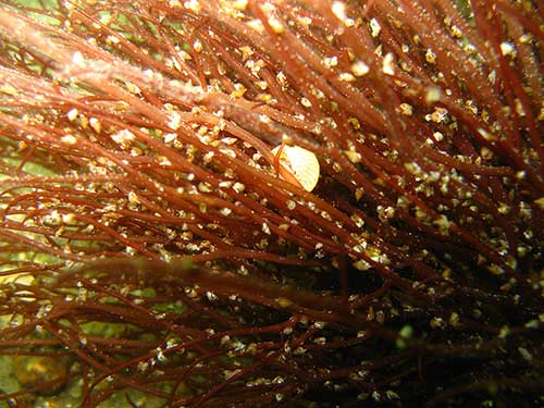 Rissoa and Caliostoma on red alga