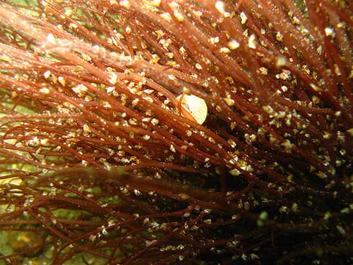 Rissoa and Caliostoma on red alga