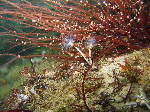 Young Peacock worms, Sabella pavonia