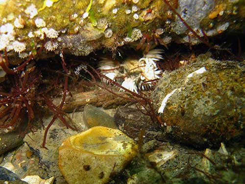 Anemone Sagartia species