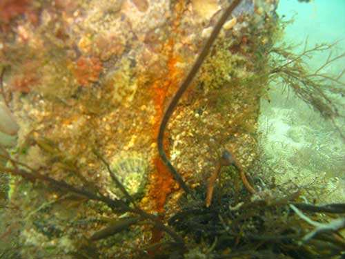 Base of pier leg with limpet Patella vulgata