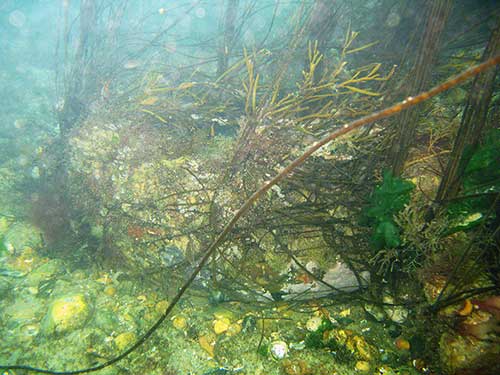 Boulder with algae etc