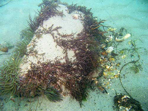 Boulder with snakelocks anemone Anemonia viridis