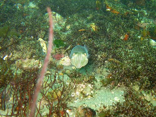 Young cuttlefish Sepia officinalis