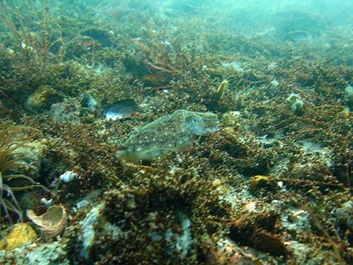 Juvenile cuttle fish Sepia officinalis