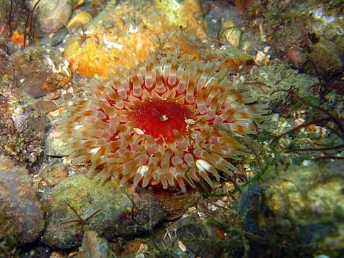 Dahlia anemone Urticina felina