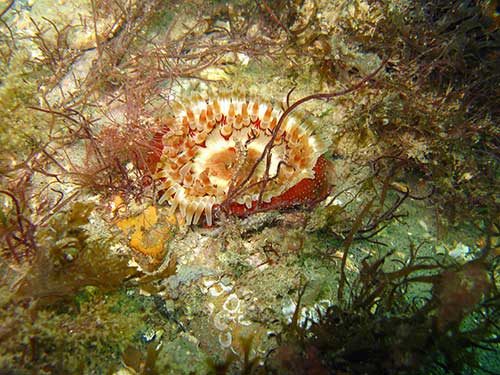 Dahlia anemone, Urticina felina