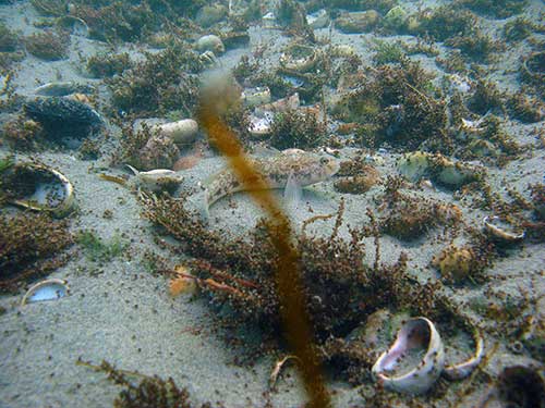 Black Goby, gobius niger