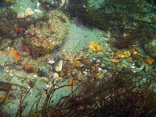 Black Goby, Gobius niger