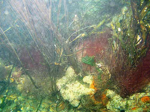 Mixed seabed with algae